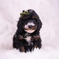 Peanut, a male Poodle - Toy  for sale in Warsaw, IN – 2 of 5