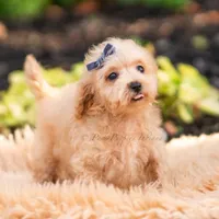 Pebblewhisk, a male Maltipoo for sale in Warsaw, IN – 5 of 7