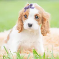 Queenie UABR, a female Cavalier King Charles Spaniel for sale in Warsaw, IN – 5 of 5