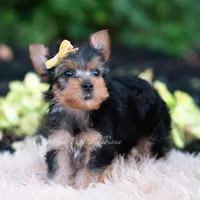 Momo, a male Yorkshire Terrier for sale in Warsaw, IN – 5 of 7