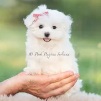 Tulip, a female Maltese for sale in Warsaw, IN – 4 of 8
