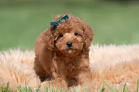Putt Putt F1, a male Maltipoo for sale in Warsaw, IN – 8 of 10