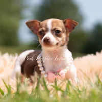 Pom Pom, a female Chihuahua for sale in Warsaw, IN – 3 of 5
