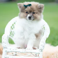 Conrad, a male Pomeranian for sale in Warsaw, IN – 2 of 5
