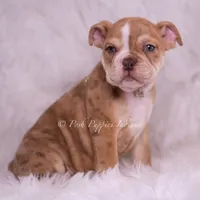 Jinko AKC, a male English Bulldog for sale in Warsaw, IN – 4 of 7
