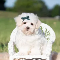 Mochi, a male Maltese for sale in Warsaw, IN – 3 of 9