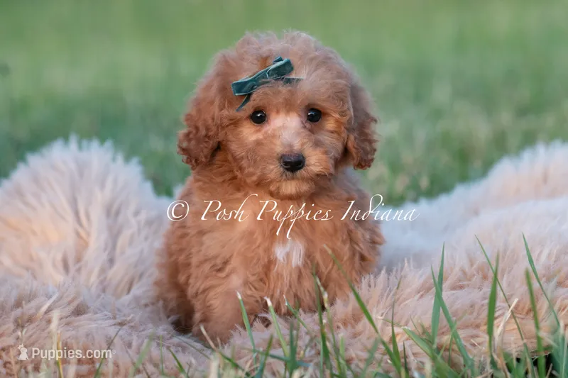 Churro – Maltipoo puppy for sale in Warsaw, IN