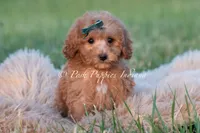 Churro, a male Maltipoo for sale in Warsaw, IN – 1 of 6