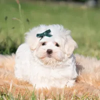 Mochi, a male Maltese for sale in Warsaw, IN – 6 of 9