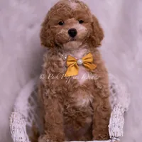 Marty, a male Poodle - Toy  for sale in Warsaw, IN – 4 of 5