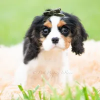Charles UABR, a male Cavalier King Charles Spaniel for sale in Warsaw, IN – 6 of 6