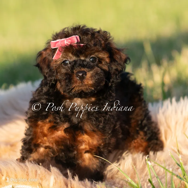 Buttercup AKC – Poodle - Toy  puppy for sale in Warsaw, IN
