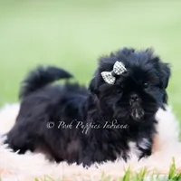 Teddy Bear AKC, a male Shih Tzu for sale in Warsaw, IN – 3 of 5