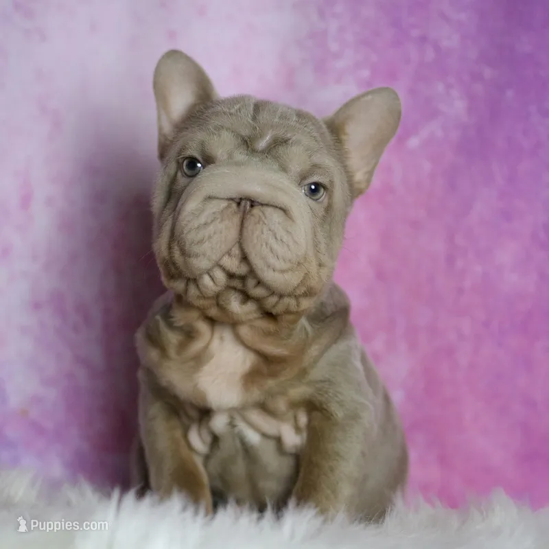 Baby Boop AKC French Bulldog, a female French Bulldog for sale in Warsaw, IN – Photo 1 of 8