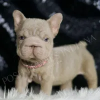 Baby Boop AKC French Bulldog, a female French Bulldog for sale in Warsaw, IN – Photo 6 of 8