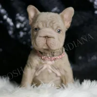 Baby Boop AKC French Bulldog, a female French Bulldog for sale in Warsaw, IN – Photo 3 of 8