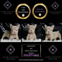 Baby Boop AKC French Bulldog, a female French Bulldog for sale in Warsaw, IN – Photo 8 of 8
