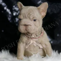 Baby Boop AKC French Bulldog, a female French Bulldog for sale in Warsaw, IN – Photo 4 of 8