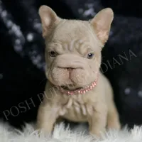 Baby Boop AKC French Bulldog, a female French Bulldog for sale in Warsaw, IN – Photo 7 of 8