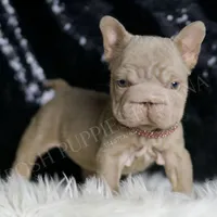 Baby Boop AKC French Bulldog, a female French Bulldog for sale in Warsaw, IN – Photo 5 of 8