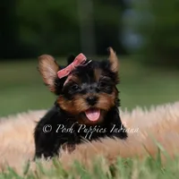 Maple, a female Yorkshire Terrier for sale in Warsaw, IN – 1 of 8