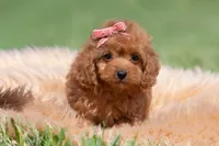 Cupcake F1, a female Maltipoo for sale in Warsaw, IN – 5 of 10