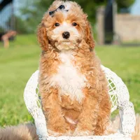 Pluto, a male Poodle - Toy  for sale in Warsaw, IN – 4 of 6