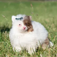 Boo, a male Pomeranian for sale in Warsaw, IN – 2 of 4
