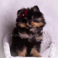 Teacup Littlebit AKC, a male Pomeranian for sale in Warsaw, IN – Photo 3 of 6