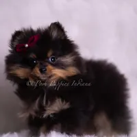Teacup Littlebit AKC, a male Pomeranian for sale in Warsaw, IN – Photo 6 of 6