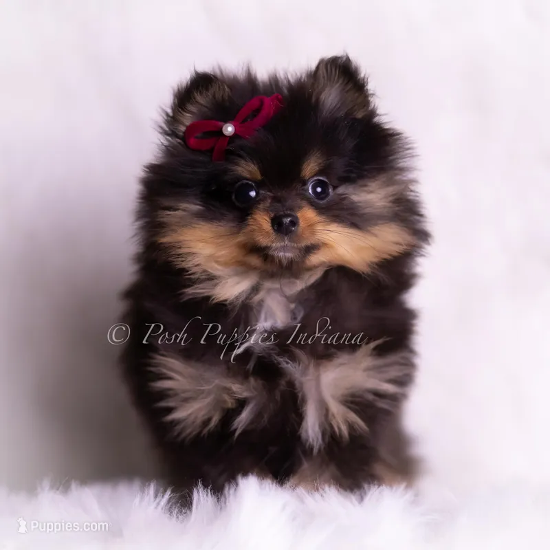 Teacup Littlebit AKC, a male Pomeranian for sale in Warsaw, IN – Photo 1 of 6