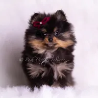 Teacup Littlebit AKC, a male Pomeranian for sale in Warsaw, IN – Photo 1 of 6