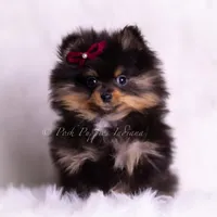 Teacup Littlebit AKC, a male Pomeranian for sale in Warsaw, IN – Photo 2 of 6
