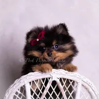 Teacup Littlebit AKC, a male Pomeranian for sale in Warsaw, IN – Photo 5 of 6