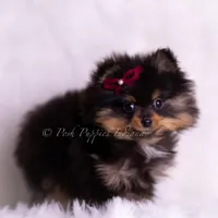 Teacup Littlebit AKC, a male Pomeranian for sale in Warsaw, IN – Photo 4 of 6