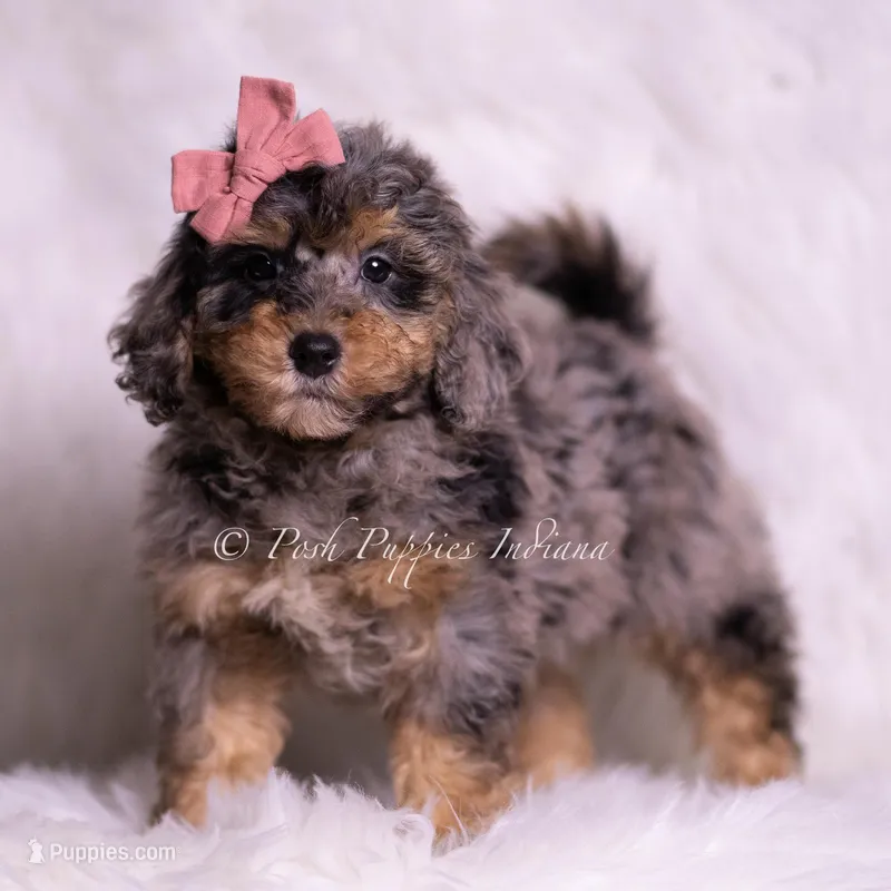  Luna – Miniature Goldendoodle puppy for sale in Warsaw, IN