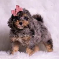  Luna, a female Miniature Goldendoodle for sale in Warsaw, IN – 1 of 3