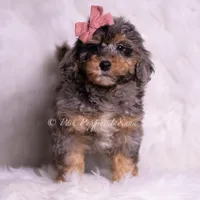  Luna, a female Miniature Goldendoodle for sale in Warsaw, IN – 3 of 3