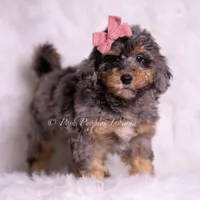  Luna, a female Miniature Goldendoodle for sale in Warsaw, IN – 2 of 3