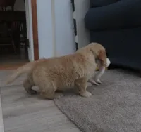Tracker - Champion Line, a male Golden Retriever for sale in Mechanicsville, MD – Photo 3 of 9