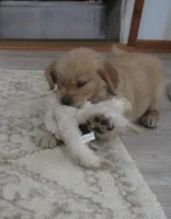 Tracker - Champion Line, a male Golden Retriever for sale in Mechanicsville, MD – Photo 2 of 9