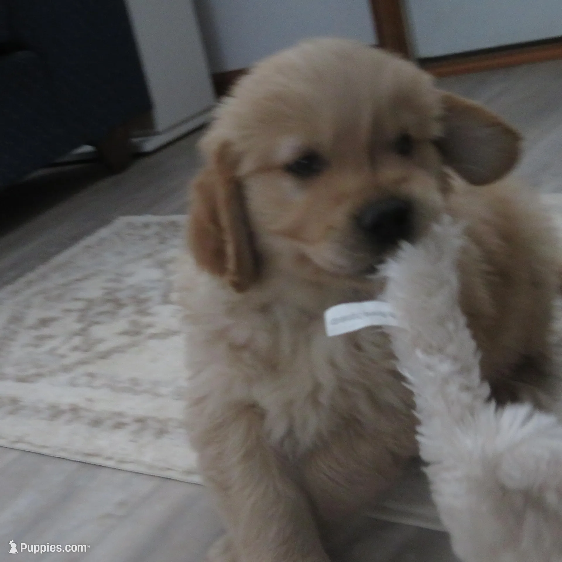 Tracker - Champion Line, a male Golden Retriever for sale in Mechanicsville, MD – Photo 9 of 9