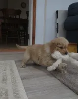 Tracker - Champion Line, a male Golden Retriever for sale in Mechanicsville, MD – Photo 6 of 9