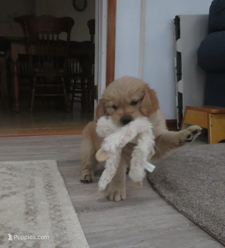 Tracker - Champion Line