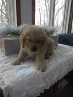 Tracker - Champion Line, a male Golden Retriever for sale in Mechanicsville, MD – Photo 7 of 9