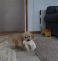 Tracker - Champion Line, a male Golden Retriever for sale in Mechanicsville, MD – Photo 4 of 9