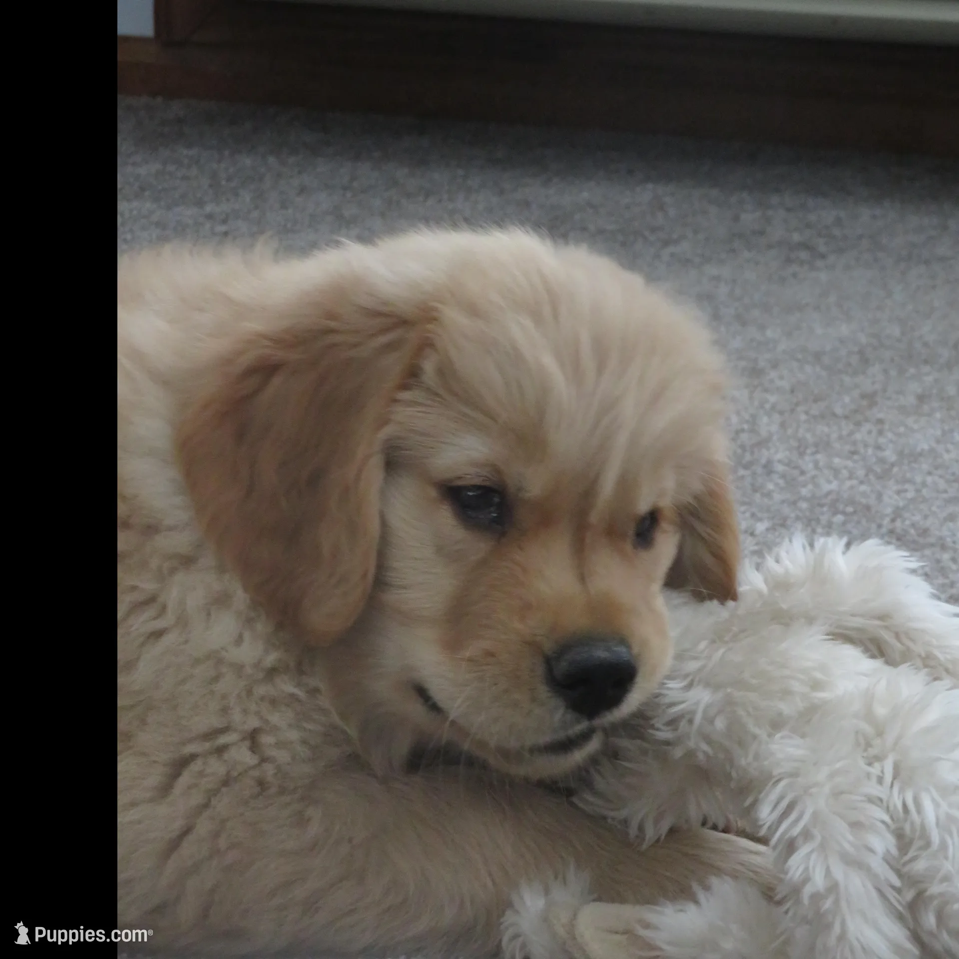 Tracker - Champion Line