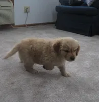 Tracker - Champion Line, a male Golden Retriever for sale in Mechanicsville, MD – Photo 5 of 9