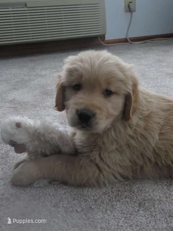 Tyson - Champion Line