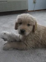 Tyson - Champion Line, a male Golden Retriever for sale in Mechanicsville, MD – Photo 2 of 8